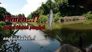 PANEN IKAN ‼️ KETING GARITEL BELANAK PENGKAH WES ANGKUT KABEH