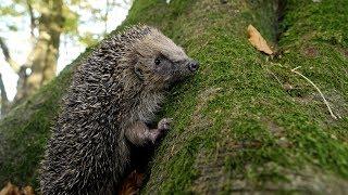 Can hedgehogs climb trees? - UHD 4K