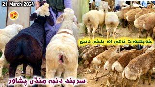 Dumba Mandi Peshawar New Updates 21032024  Turkey Balkhi Sheep Price Eid Ul Adha  Izhar Ali Shah