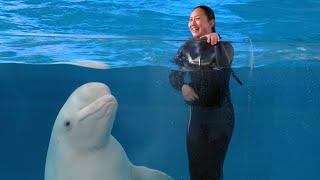 Beluga Whale Show At Yokohama Hakkeijima Sea Paradise 【4K】