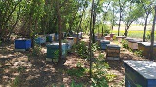 Работа у пчел естьВ селе у СВЕКРУНЬКИ 
