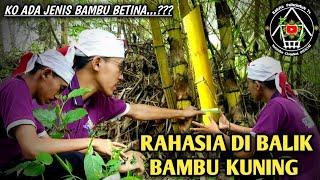 RAHASIA DI BALIK  BAMBU KUNING