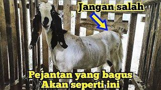 Cara Pilih Pejantan Yang Baik Sebagai Pacekan Dan Bahan Penggemukan