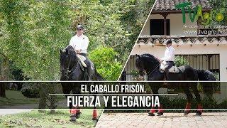 Caracteristicas del Caballo Frison- TvAgro por Juan Gonzalo Angel