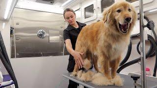 MASSIVE Undercoat Removal On Lion Dog