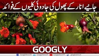 What Are The Benefits Of Pomegranate Flower?  Googly News TV