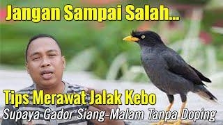 CARA MERAWAT BURUNG JALAK KEBO SUPAYA GACOR PERAWATAN HARIAN BURUNG JALAK KEBO AGAR GACOR DAN SEHAT