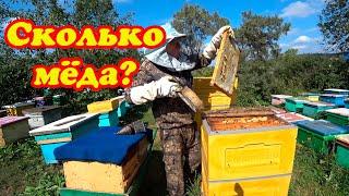 КАК ОТРАБОТАЛИ ПЧЁЛЫ В УЛЬЯХ BIENENHAUS НА МЁД РАСБОРКА И СБОРКА В ЗИМУ.