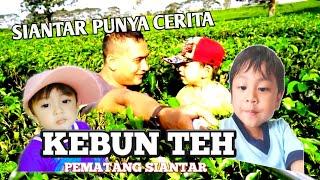 KEBUN TEH SIANTAR SIDAMANIK PART II