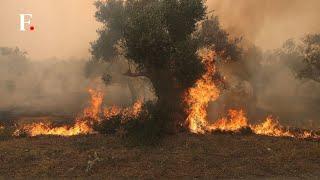 One Dead As Devastating Wildfires Ravage Southern Greece