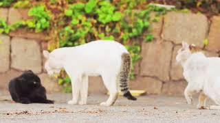 Cat Wrestling