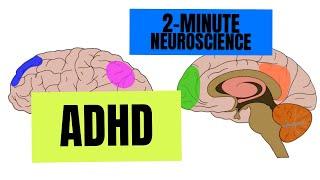 2-Minute Neuroscience ADHD