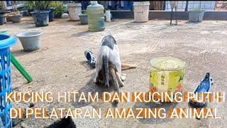 KUCING HITAM DAN KUCING PUTIH  DI PELATARAN AMAZING ANIMAL