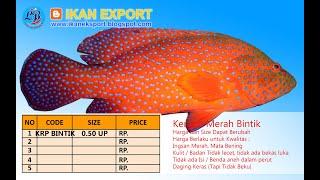 IKAN KERAPU MERAH BINTIK  edukasi bisnis ikan eksport