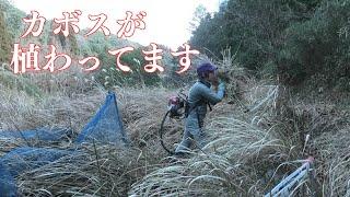 ここにはカボスが植わってます！これは大変です（やおね～）