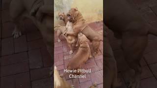 ANJING PITBULL MAIN SMACKDOWN #hewiepitbull #dog #funnydogs