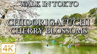 【 千鳥ヶ淵の桜 満開  FULL BLOOM CHIDORIGAFUCHI  CHERRY BLOSSOMS 】 Walk in Tokyo 東京 4K