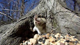 Chipmunks birds squirrels