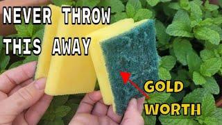 NEVER THROW THEM AGAIN  the sponges used  are WORTH PURE GOLD on your plants in HOME AND GARDEN