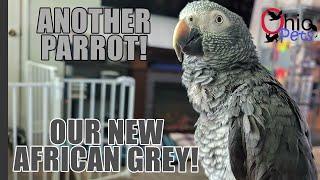 We Got a Timneh African Grey Parrot