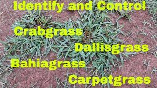 Weed Control and Identification of Crabgrass Dallisgrass Bahiagrass and Carpetgrass