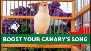 If your CANARY isnt SINGING try this STIMULATING SONG for CANARIES 