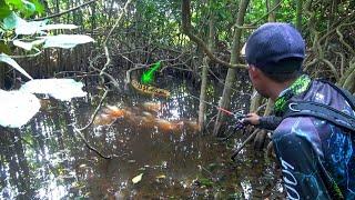 JACKPOT SUPER  KETEMU CHANNA MARU SILVER BLACK RIAU DALAM HUTAN 