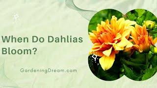 When Do Dahlias Bloom?