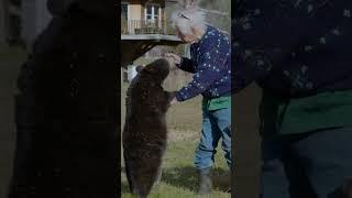 This man hikes with bears  #ytshorts #bear #hike #pets #bears #beastly #animals