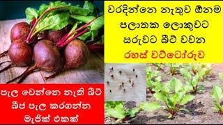 වරදින්නෙ නැතුව ඕනම පලාතක ලොකුවට  සරුවට බීට් වවන රහස් වට්ටෝරුව  - අත්දුටුයි ප්‍රත්‍යක්ශයි