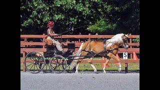 RANDY BIRD •  CARRIAGE DRIVING TRAINING