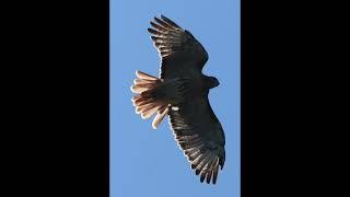 RED TAILED HAWK MOLTING TAIL FEATHERS