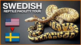 We Flew to Europe for Ball Pythons High Coast Reptiles Facility Tour