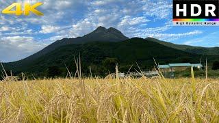 4K HDR Japanese countryside rice fields in Yufuin Kyushu