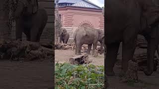 Zoo Зоопарк Вроцлава Польша