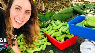 How to Harvest Bananas  Growing Bananas is Easy