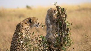 MENGGEMASKAN.. 2 Anak Cheetah Bermain Di Alam Liar  Cute Baby Cheetah Cubs