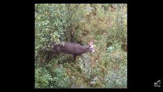 Upstate NY bowhunter passes on 8-point buck on opening day