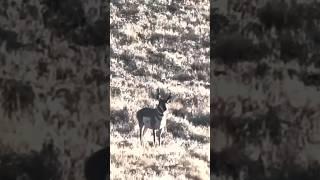 Father and Son Pronghorn Hunt.  #bornandraisedoutdoors