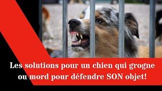 Les solutions pour un chien qui grogne ou mord pour défendre SON objet