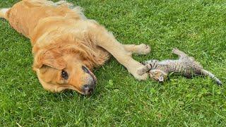 Golden Retriever Falls In Love With Tiny Kitten From Day One