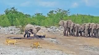 Elephants Try Saving Stuck Rhino from Hungry Lions