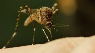 Hillsborough Asks - Mosquito Spraying