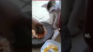 Kucing mau belajar bikin sambal sama ema  #kucinglucu #cat #funny