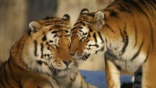 Tiger Mating power of tiger nature &wildlife love making of tigers mating video #animals