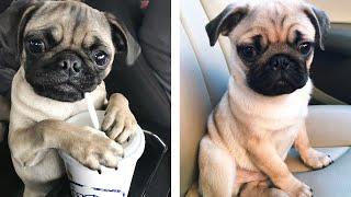  Pug Puppiess Funny And Cute Actions Make Your Heart Flutter   Cute Puppies