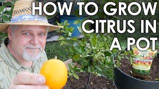 How to Grow CITRUS in Containers Step by Step  Black Gumbo