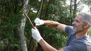 How we set vine licking branch traps start to finish