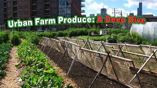 Urban Farm Produce A Deep Dive  @TeostyVlogs