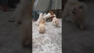 German spitz VS pomeranian puppy